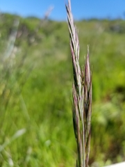 Bromus maritimus