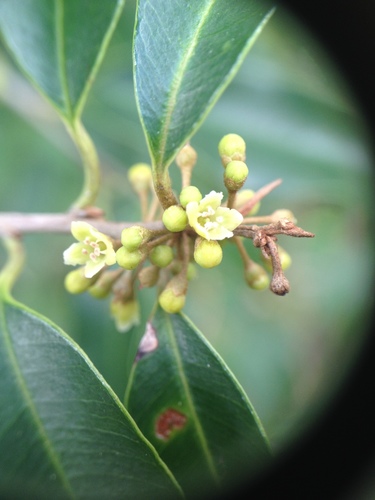 Chrysophyllum marginatum (Chrysophyllum marginatum)