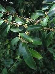 Chrysophyllum marginatum