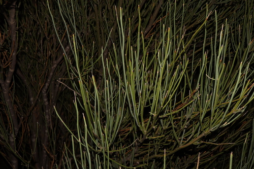 Image of Apophyllum anomalum by (c) Thomas Mesaglio, some rights reserved (CC BY)