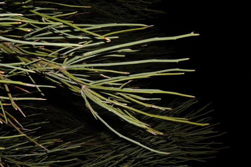 Image of Apophyllum anomalum by (c) Thomas Mesaglio, some rights reserved (CC BY)