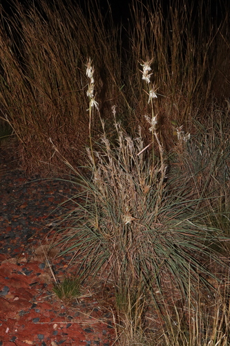 Image of Lemon Grass (Cymbopogon ambiguus) by (c) Thomas Mesaglio, some rights reserved (CC BY)