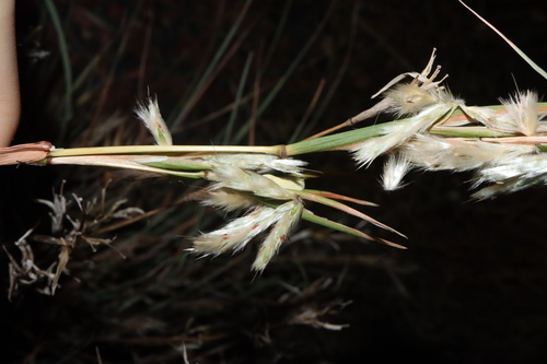 Image of Lemon Grass (Cymbopogon ambiguus) by (c) Thomas Mesaglio, some rights reserved (CC BY)
