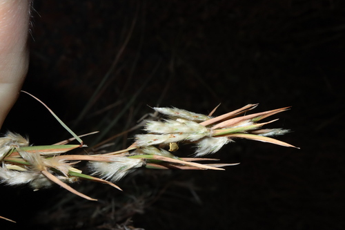 Image of Lemon Grass (Cymbopogon ambiguus) by (c) Thomas Mesaglio, some rights reserved (CC BY)