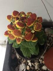 Calceolaria × herbeohybrida