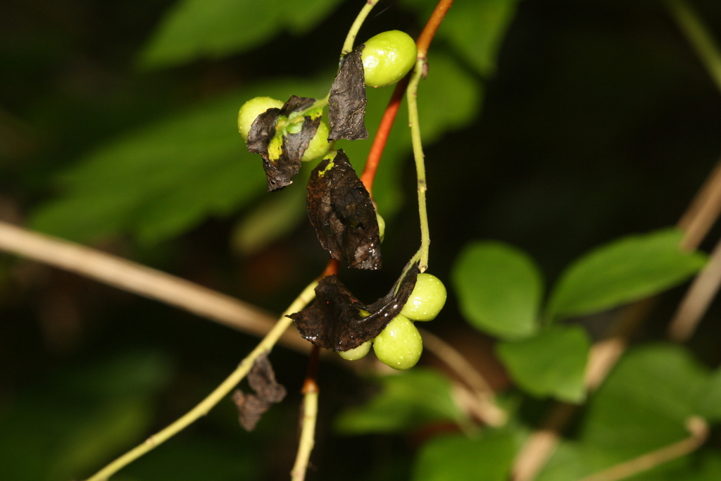 Euura saliciscinereae