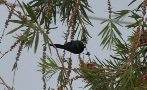Tacazze Sunbird (Nectarinia tacazze), photo 10