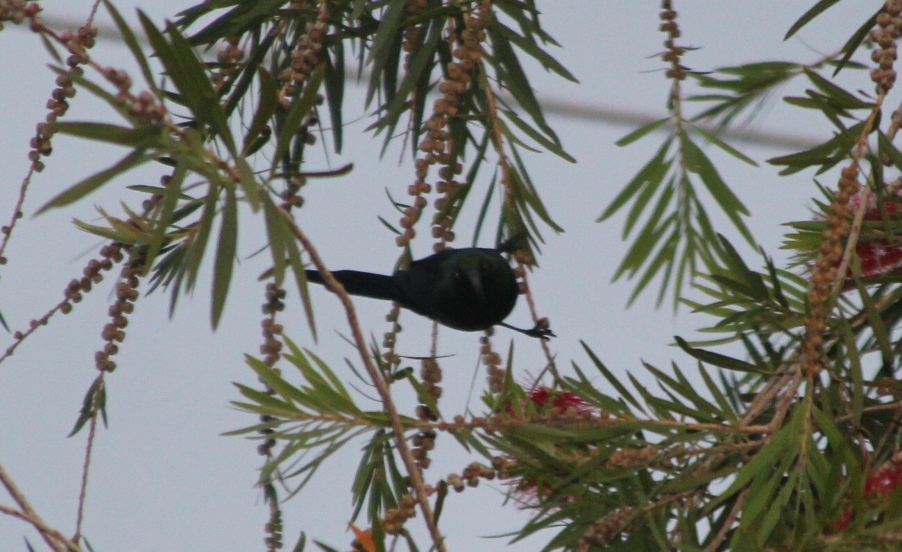 Tacazze Sunbird (Nectarinia tacazze), photo 7