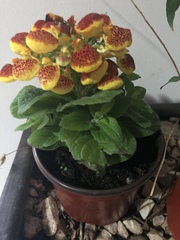 Calceolaria × herbeohybrida