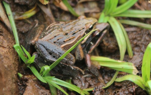 Ethiopian Grass Frog, Ptychadena neumanni