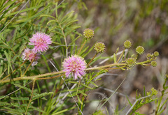 Mimosa nuttallii