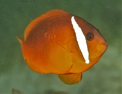 Amphiprion barberi