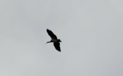 Abdim's Stork