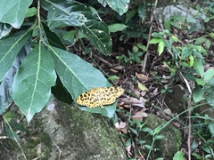 Epobeidia tigrata tigrata