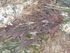 Neoptilota densa