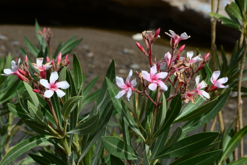 oleander