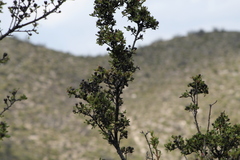 Lindleya mespiloides