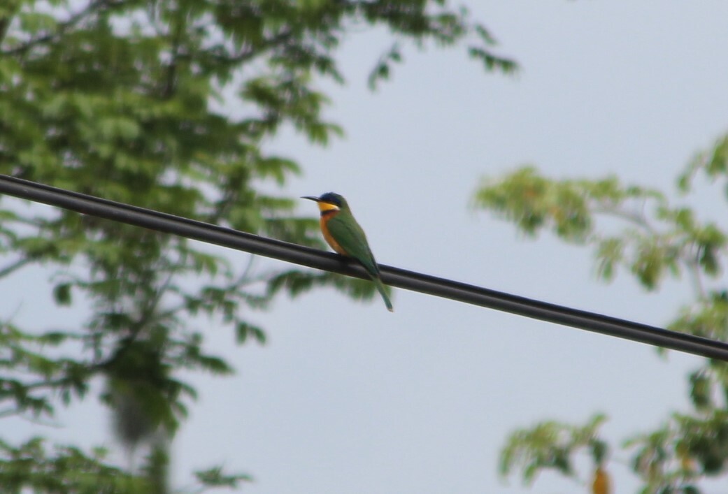 Ethiopian Bee-eater (Merops lafresnayii), photo 3