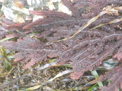 Neoptilota densa