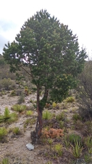 Pinus cembroides