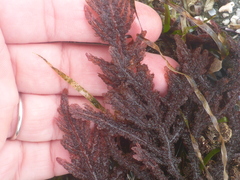 Neoptilota densa