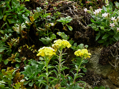 Erysimum franciscanum