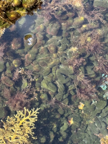 Codium intertextum observed 2024-03-28