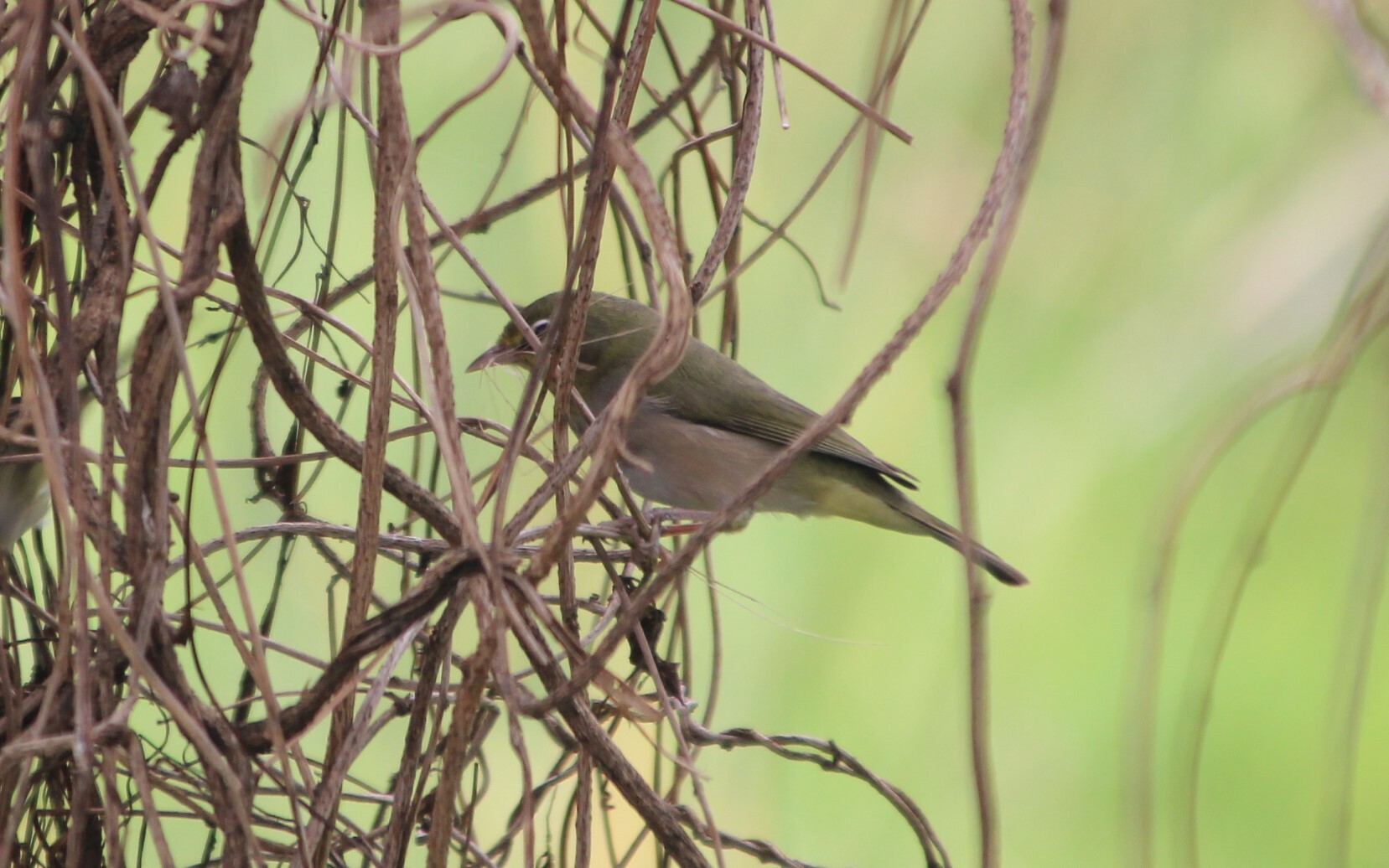 Abyssinian White-eye (Zosterops abyssinicus), photo 8