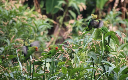 Black-winged Lovebird (Agapornis taranta)