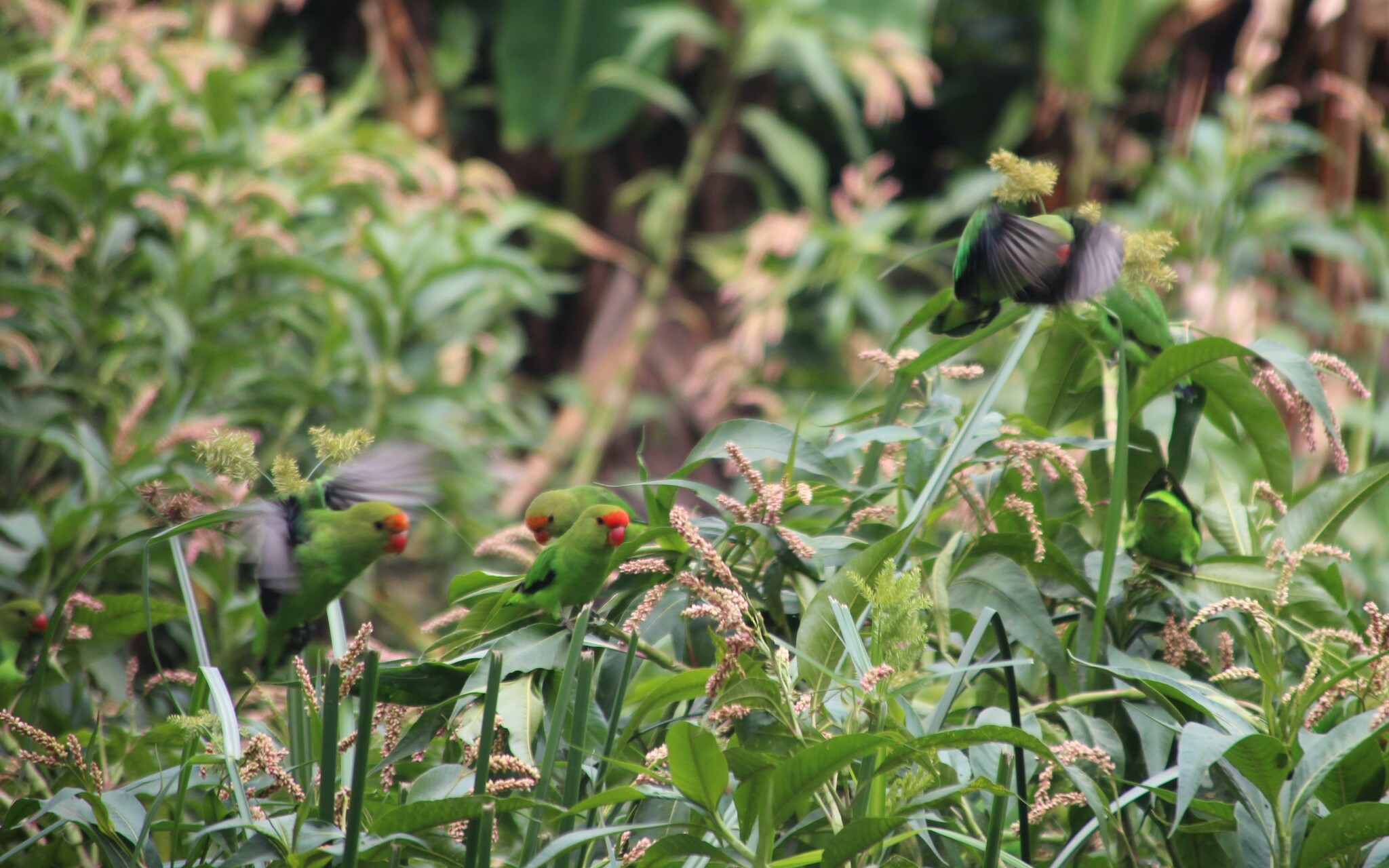 Black-winged Lovebird (Agapornis taranta), photo 1