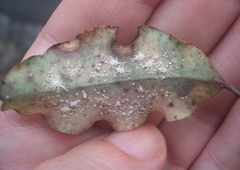 Rastrococcus namartini