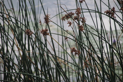 Image of Soft Clubrush (Schoenoplectus scirpoides) by no rights reserved