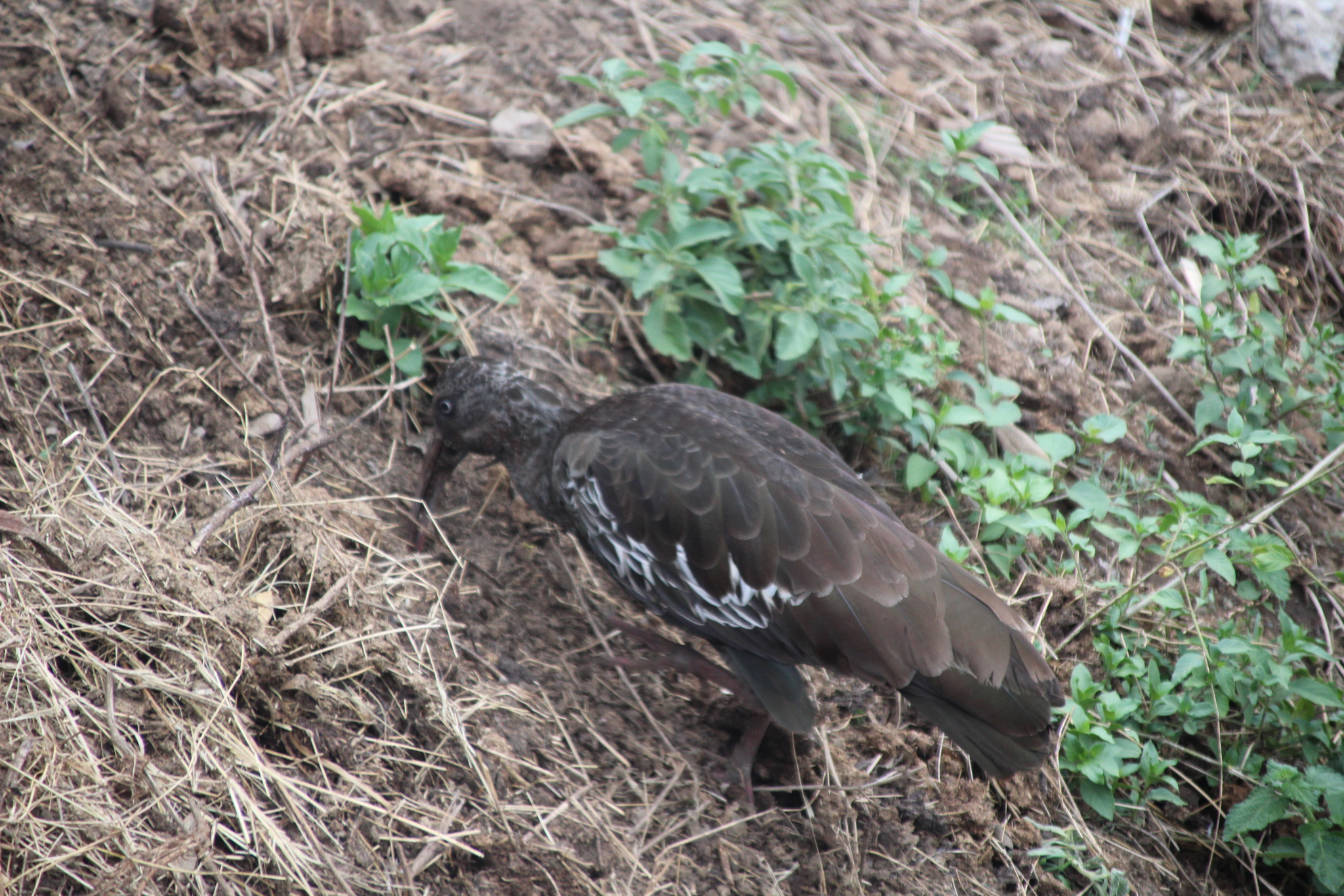 Wattled Ibis (Bostrychia carunculata), photo 2