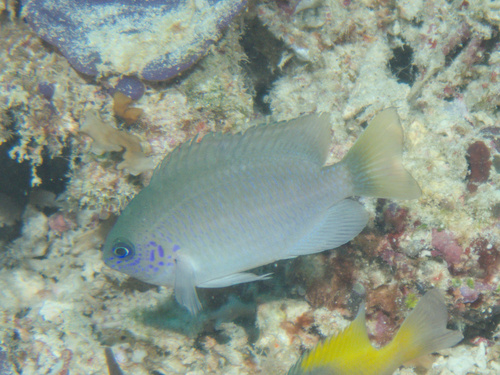 Reid's damsel (Pomacentrus reidi) — Pomacentridae — 5