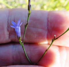 Siphocodon spartioides