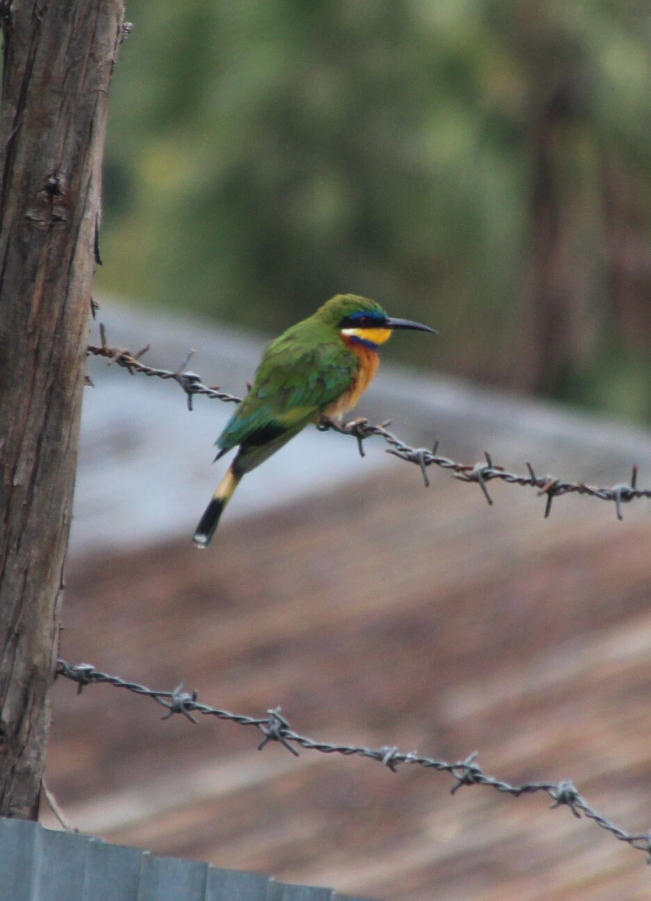 Ethiopian Bee-eater (Merops lafresnayii), photo 1