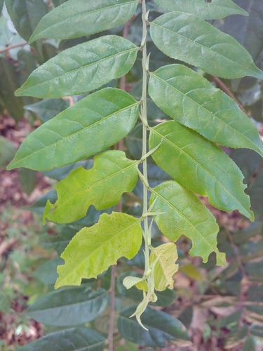 gia verde (Casearia arborea)