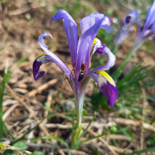Image of Iris kolpakowskiana by (c) Alexander Dubynin, some rights reserved (CC BY)