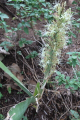 Dracaena forskaliana