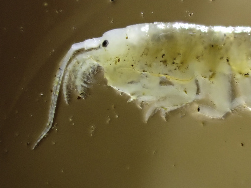 Black-eyed Cave Amphipod
