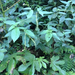 Heliotropium transalpinum
