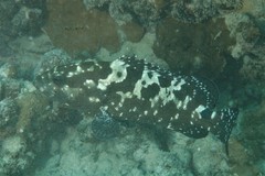 Epinephelus polyphekadion