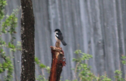 Ethiopian Boubou (Laniarius aethiopicus)