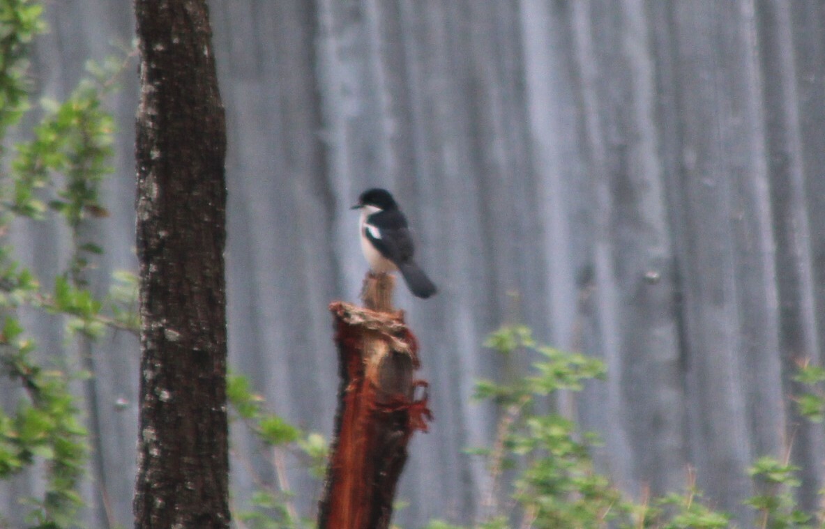 Ethiopian Boubou (Laniarius aethiopicus), photo 1