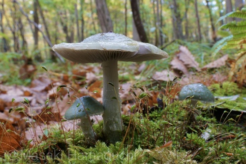 Stropharia aeruginosa