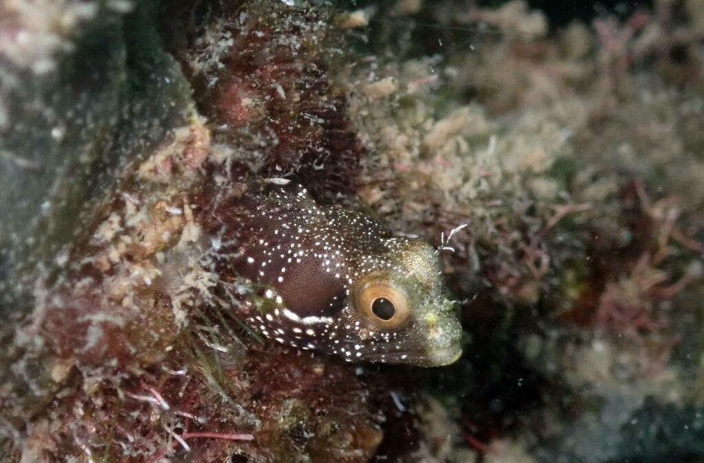 Speckled Blenny