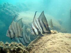 Atlantic spadefish