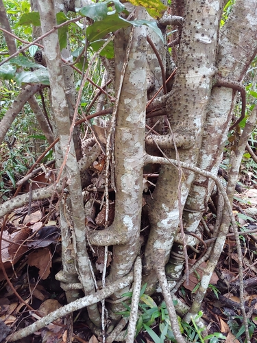 Clusia rosea