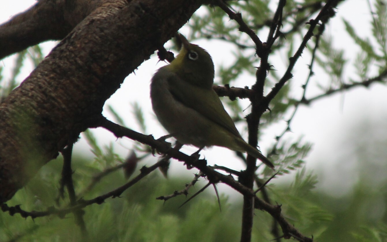 Abyssinian White-eye (Zosterops abyssinicus), photo 7