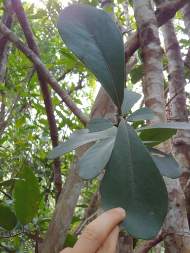 Clusia rosea